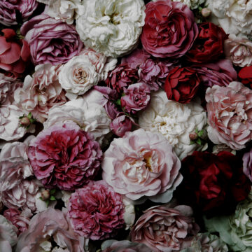 113157 Vintage rózsás poszter 300 cm x 280 cm